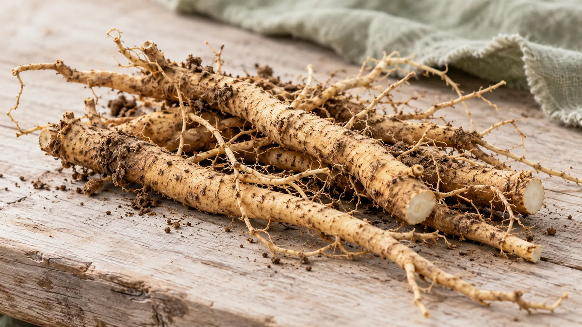 Frisch geerntete Ashwagandha-Wurzeln mit etwas Erde auf einem Holztisch