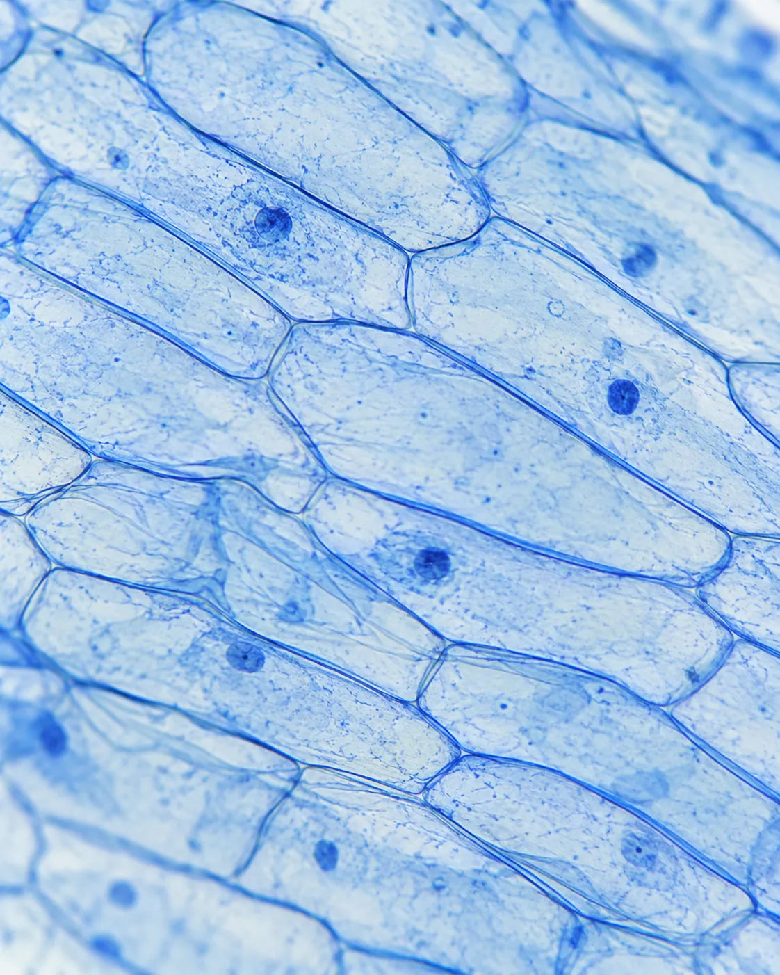 Mit Methylenblau gefärbte Zellen unter dem Mikroskop